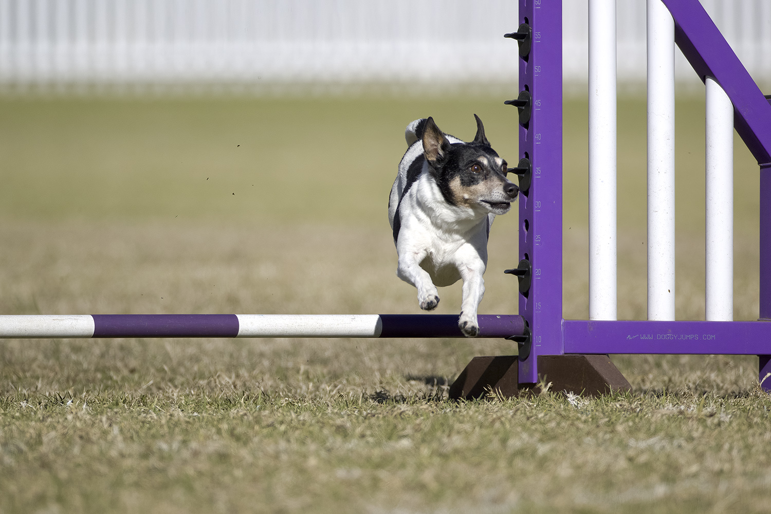 dog jumping over purple jump